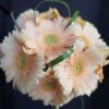 Bouquet di gerberine