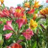 Alstroemeria