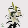 Lilium Oriental bianco
