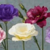 Lisianthus