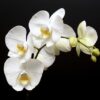 Orchidea Phalenopsis