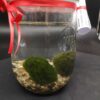 Coppia di Marimo in vaso weck